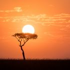 Guten Morgen Masai Mara