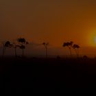 Guten Morgen Masai Mara/Kenia 1