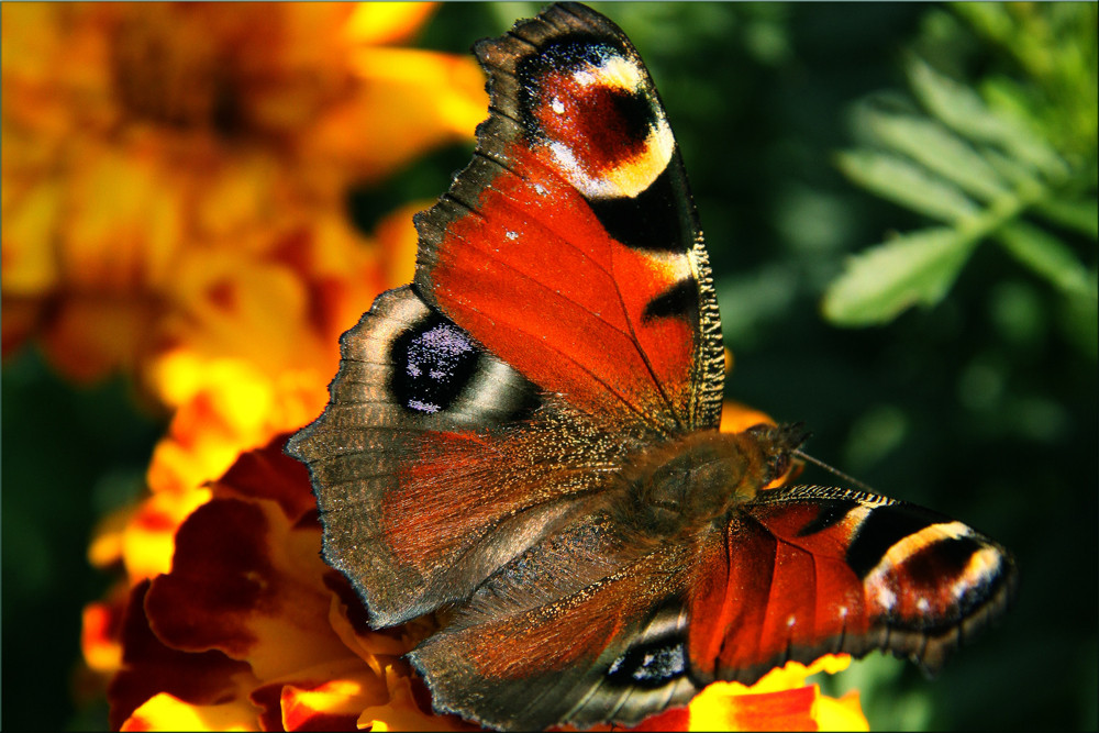 Guten Morgen! Mein Name ist Ling-Ling Schmetterling ! von FotoDJ 