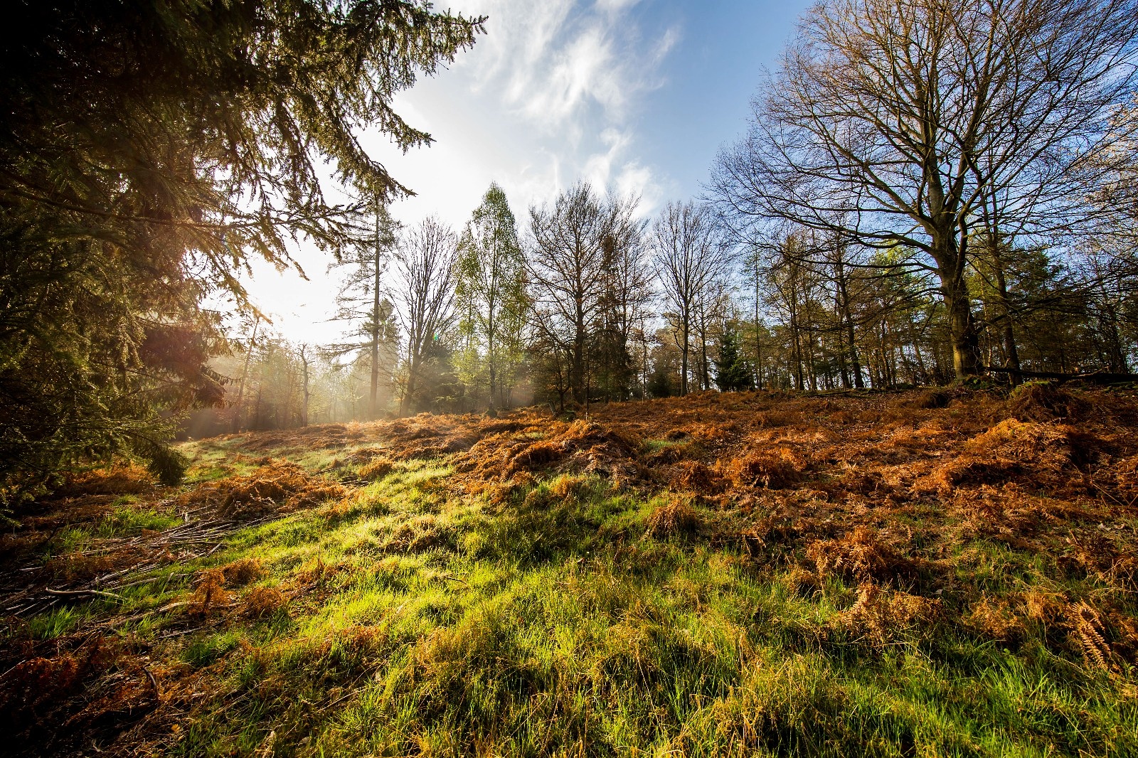 Guten Morgen Natur 