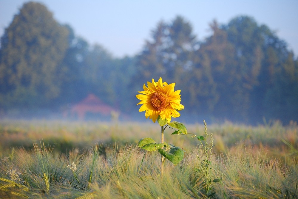 Guten Morgen Ostfriesland