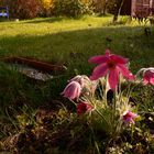 Guten Morgen, Pulsatilla vulgaris...