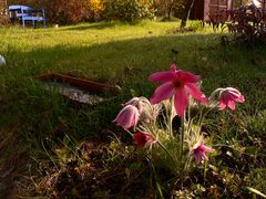 Guten Morgen, Pulsatilla vulgaris...