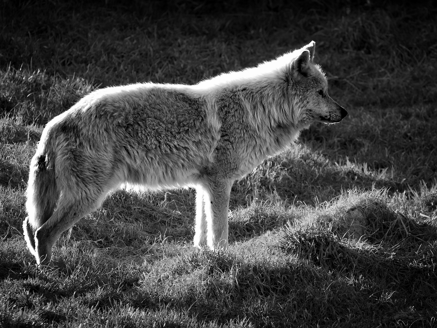 Guten Morgen, Rotkäppchen..... Foto &amp; Bild | tiere, zoo, wildpark ...
