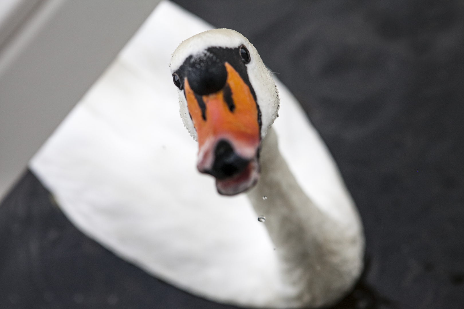 Guten Morgen sagte der Schwan