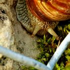 Guten Morgen Schnecke