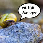 Guten Morgen Schnecke ;)