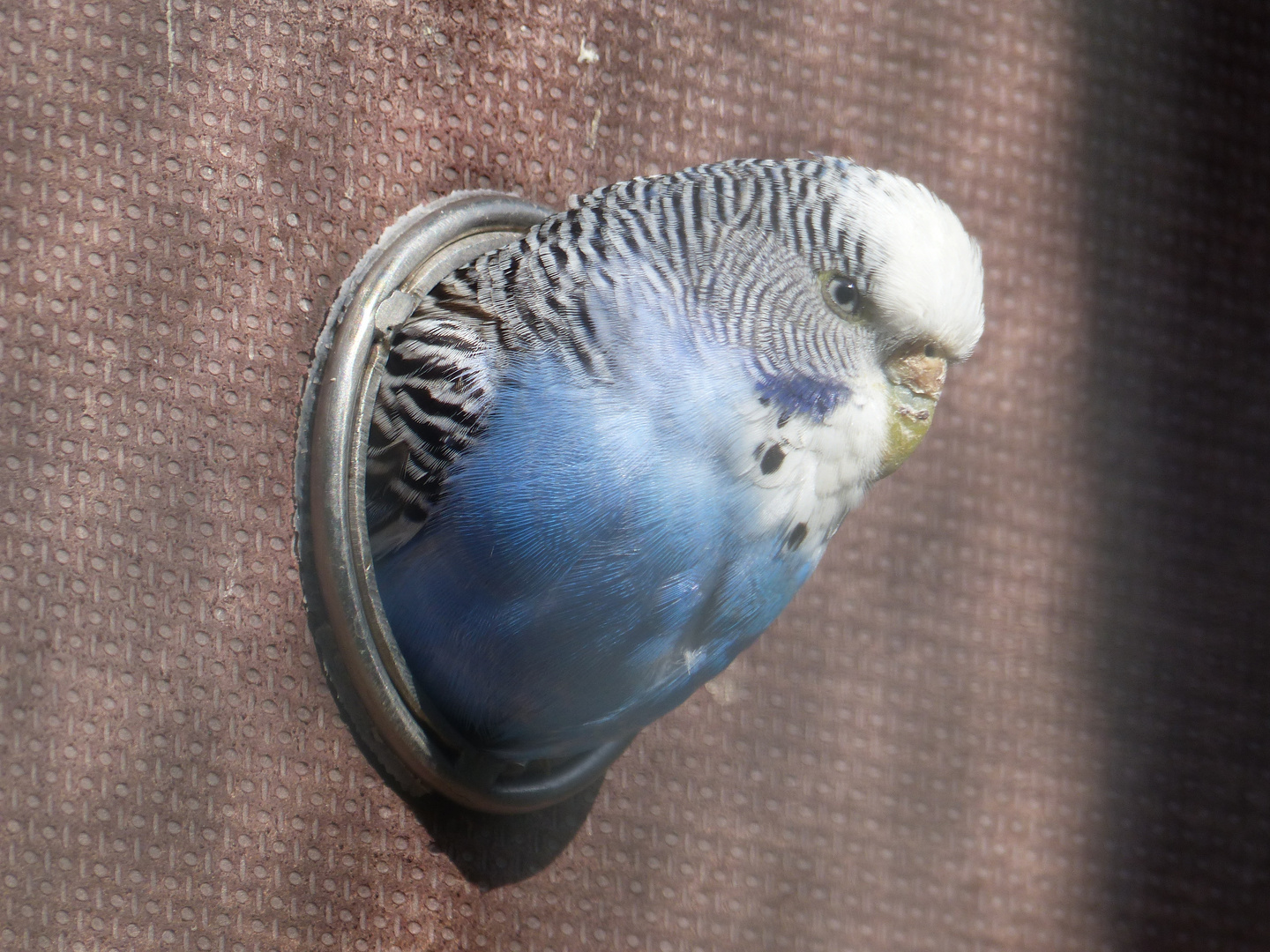 Guten Morgen Schoner Tag Foto Bild Tiere Zoo Wildpark Falknerei Vogel Bilder Auf Fotocommunity
