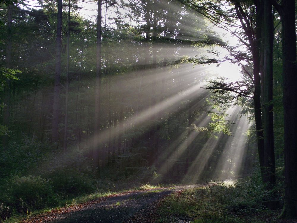 Guten Sonne........ Foto & Bild landschaft, wald, natur Bilder