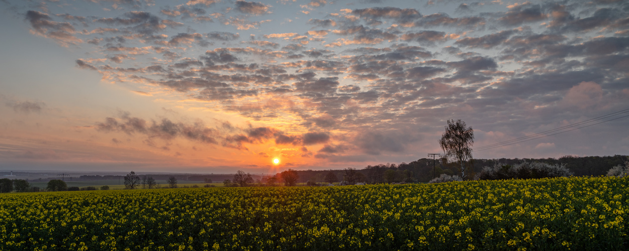 Guten-Morgen-Sonne überm Rapsfeld