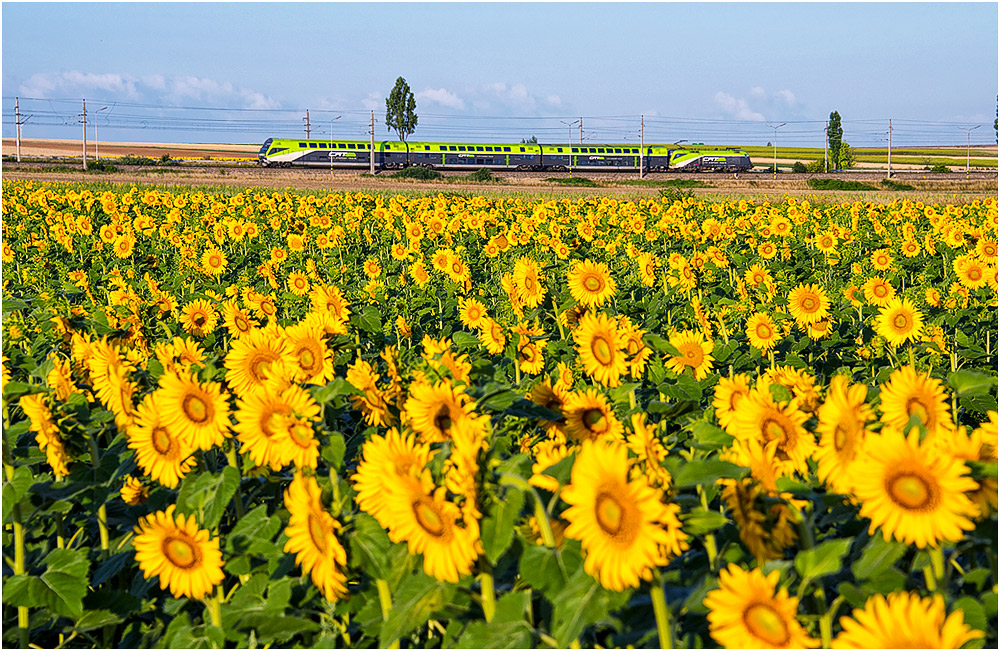 Guten Morgen, Sonnenblumen!