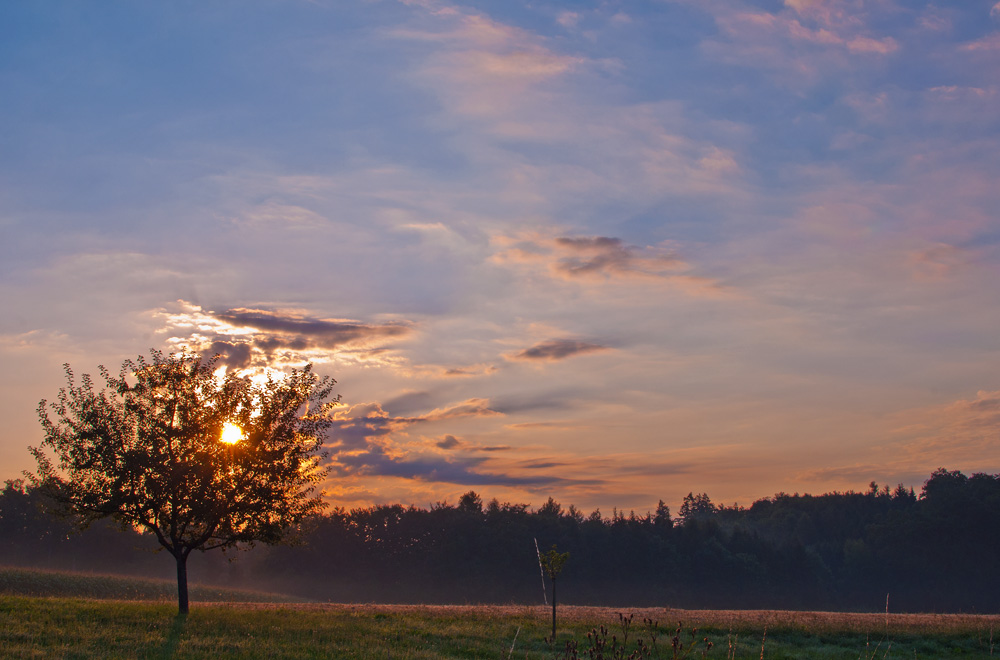 Guten Morgen Sonnenschein