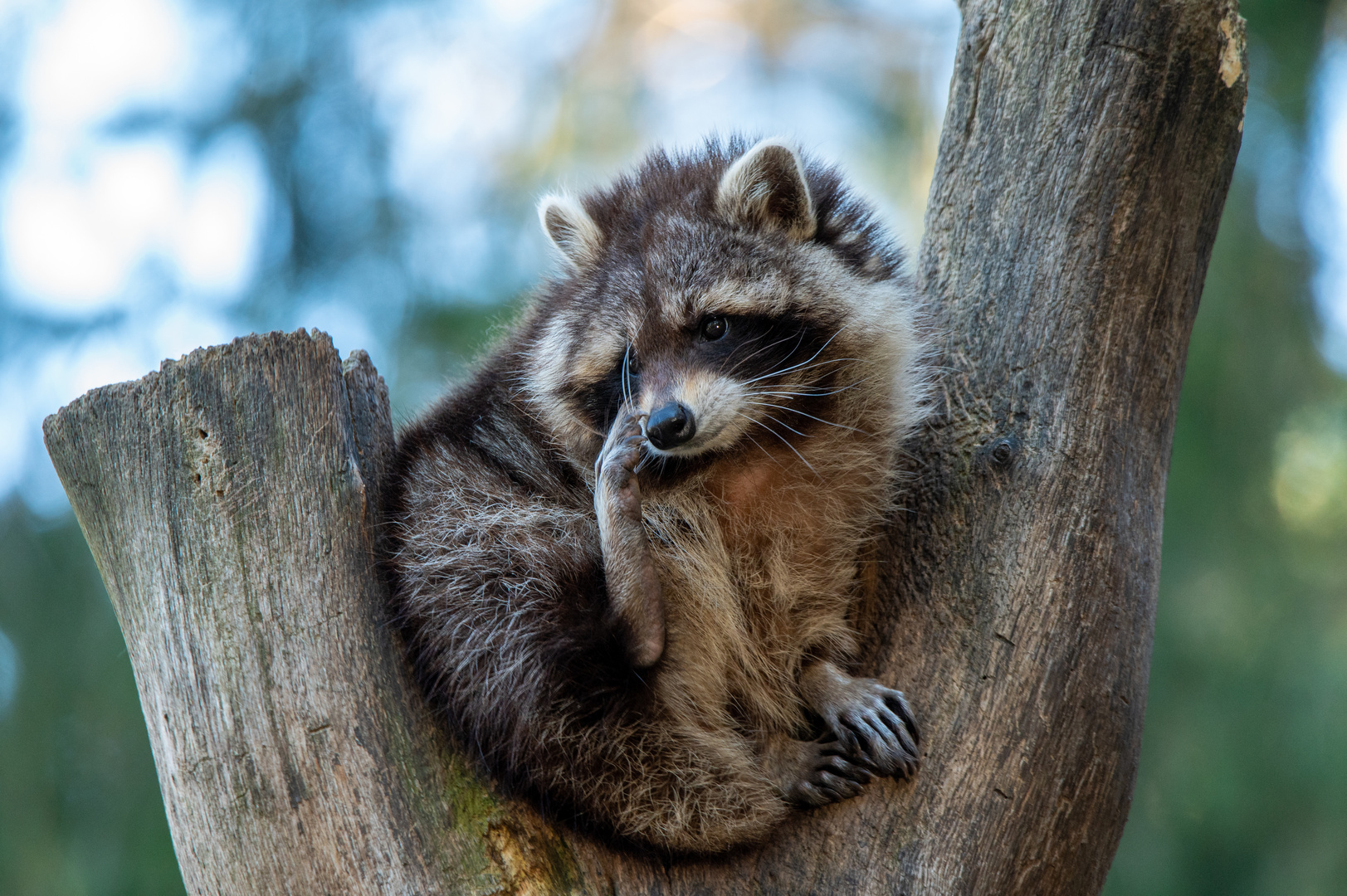 Guten Morgen Waschbär