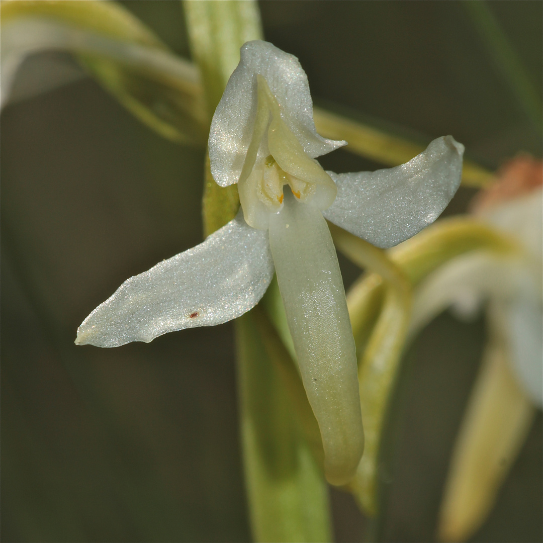 Guten Morgen! Weiße Waldhyazinthe (Platanthera bifolia)