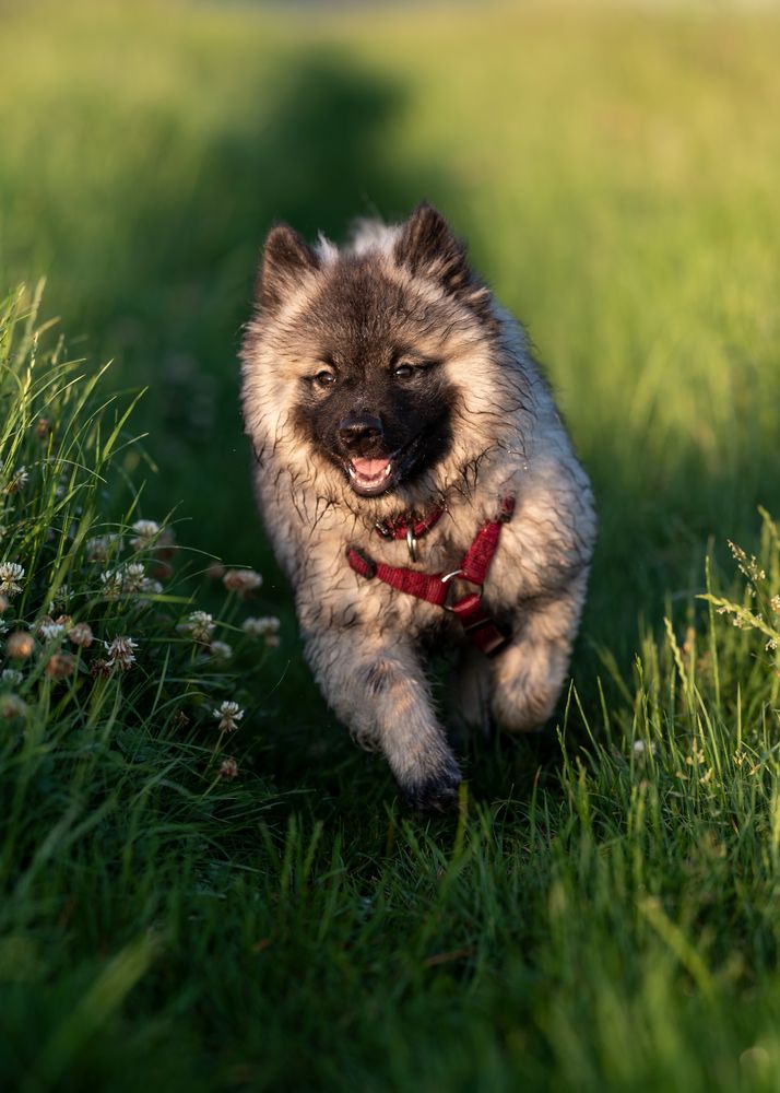 Guten Morgen Welt Foto Bild Tiere Haustiere Hunde Bilder Auf Fotocommunity