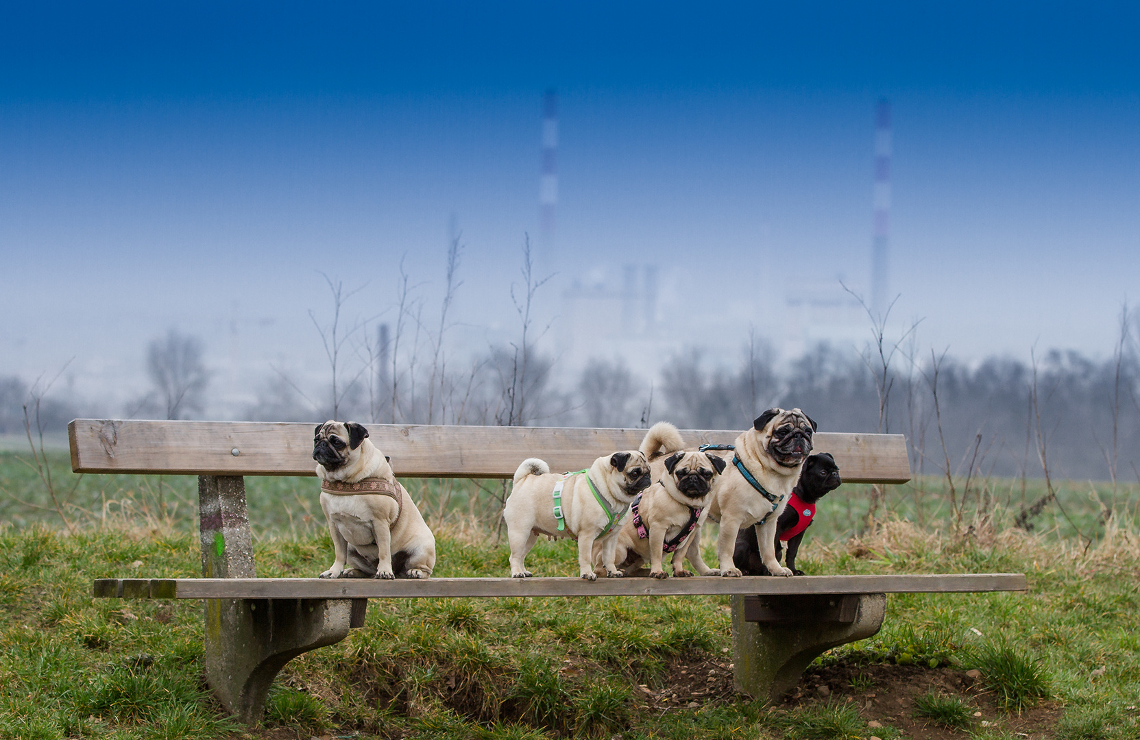 Guten Morgen wünscht die Mops Truppe