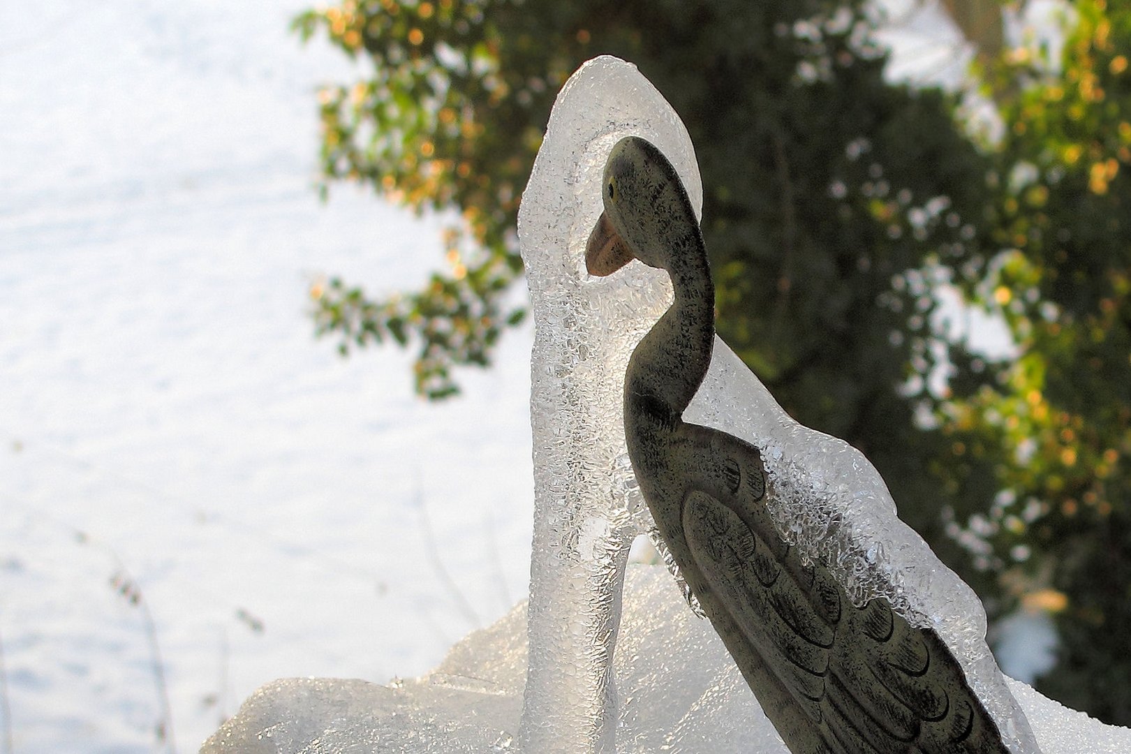 *Guten Morgen*...Eisvogel