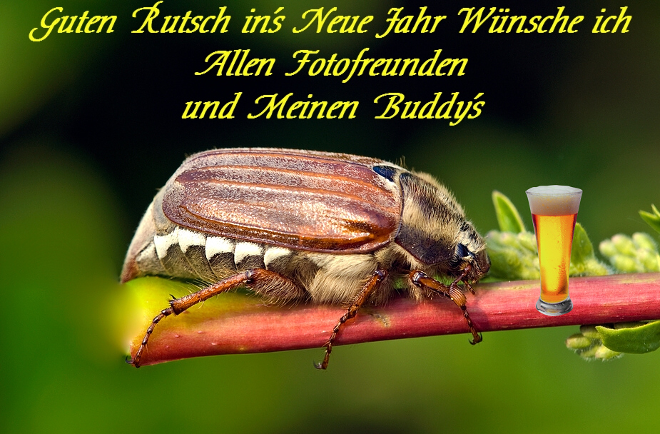 Guten Rutsch