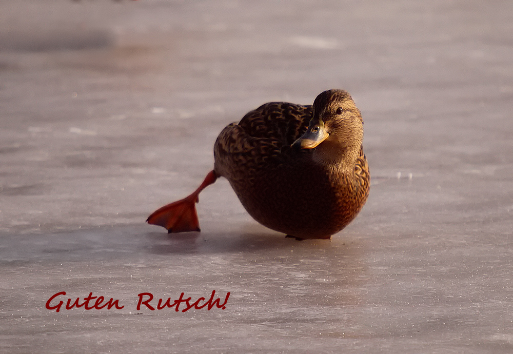 Guten Rutsch!