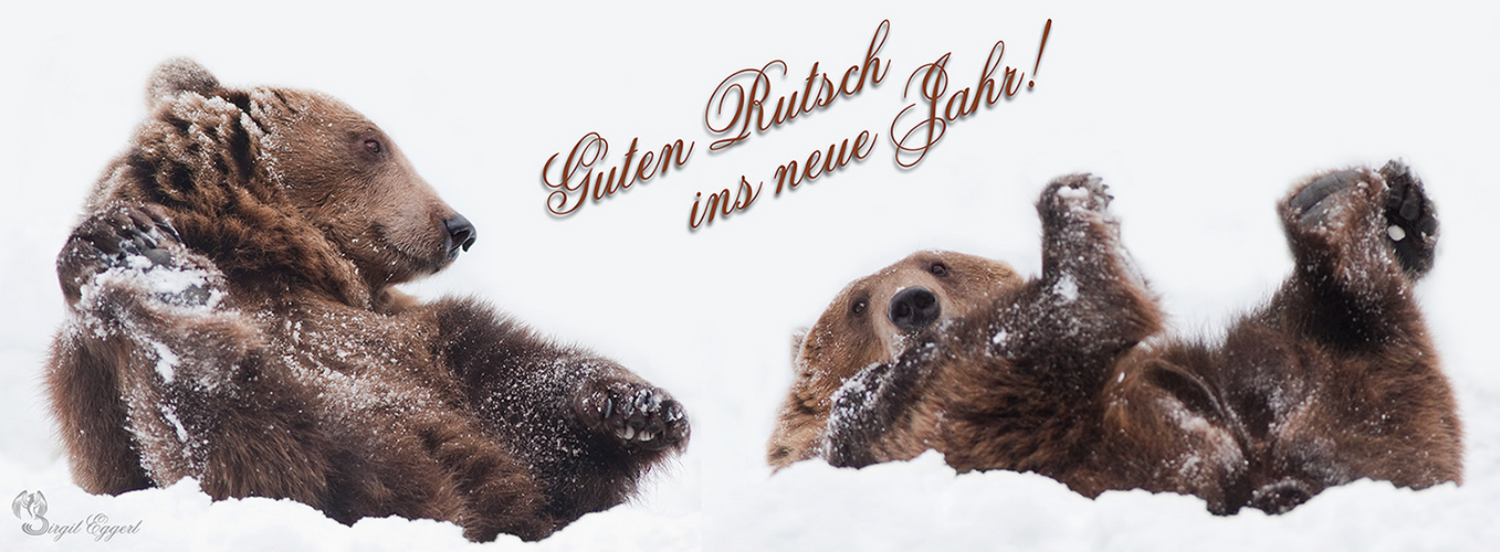 Guten Rutsch! Foto &amp; Bild | tiere, zoo, wildpark &amp; falknerei