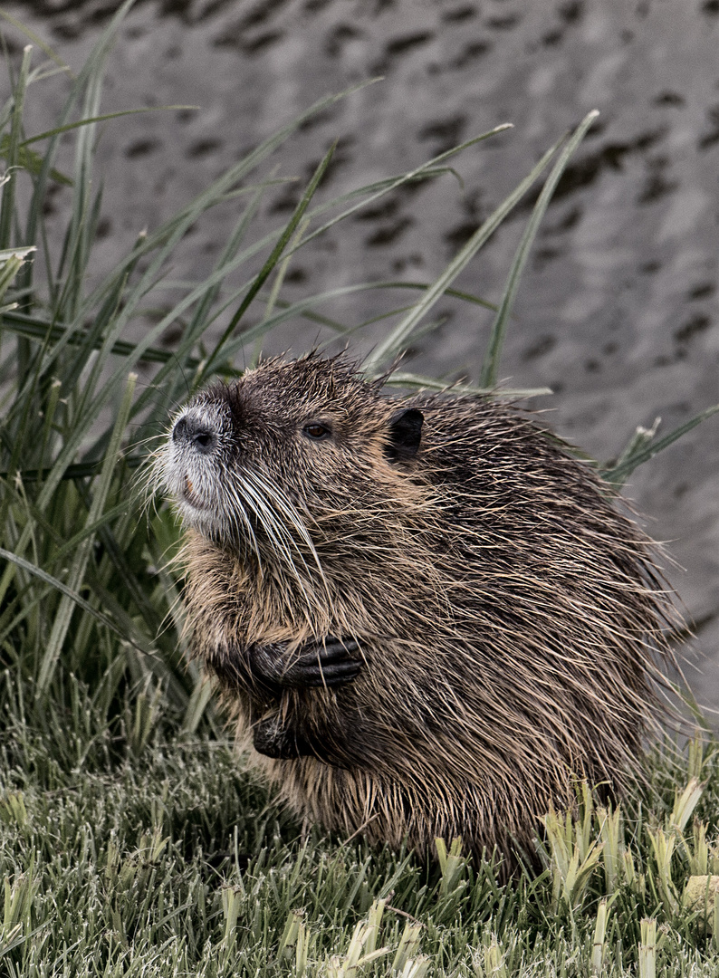 Guten Tach i Bims Herr von Nutria