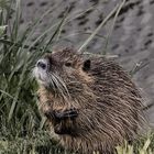 Guten Tach i Bims Herr von Nutria