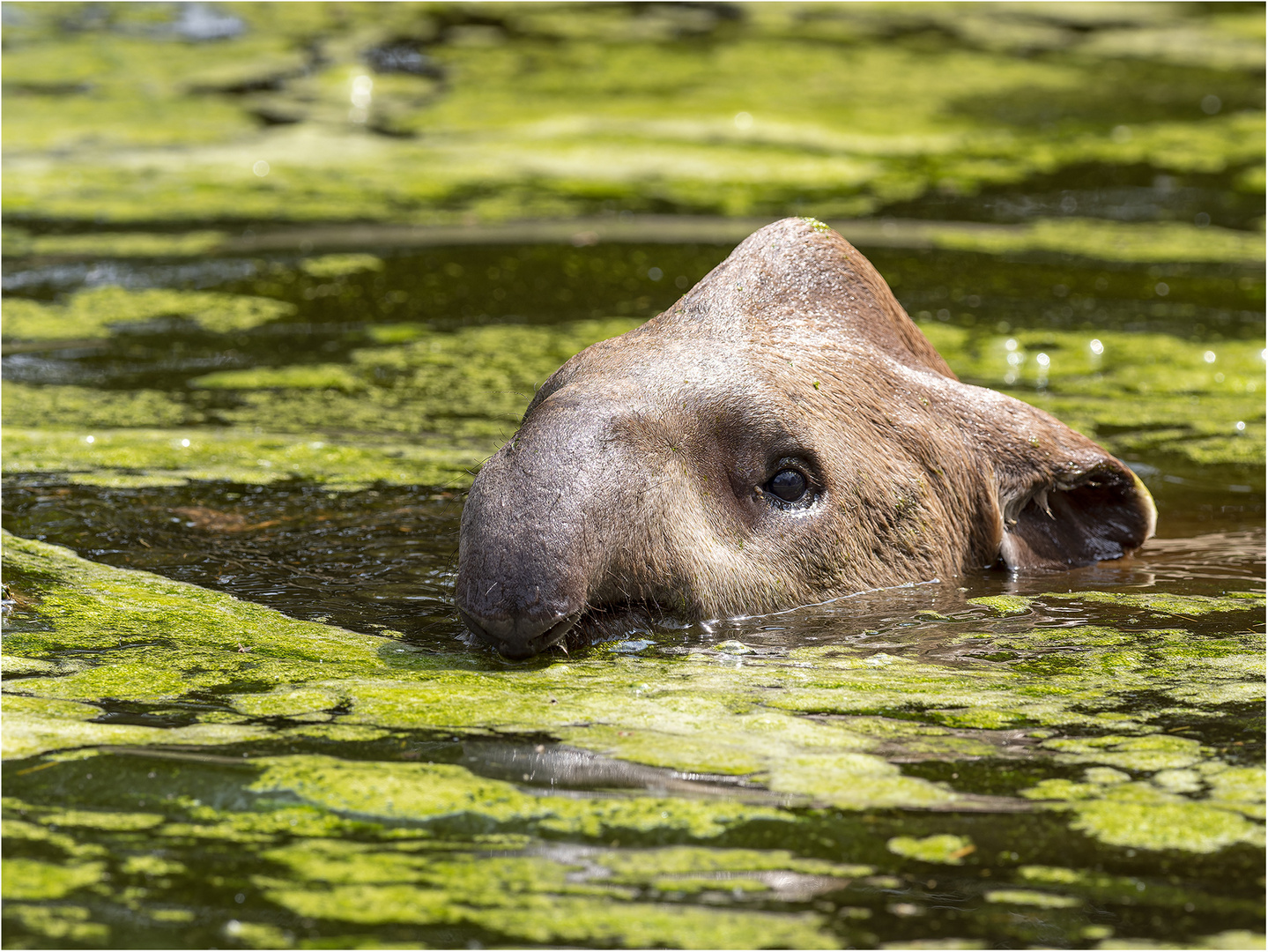 guten-tag-foto-bild-natur-zoo-tiere-bilder-auf-fotocommunity