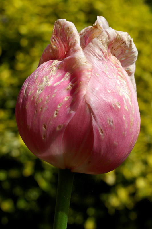 Guten Tag. Dies ist eine Tulpe.
