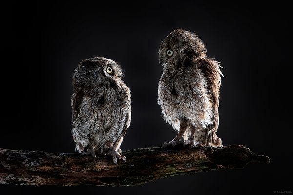 Guten Tag, Frau Eule!