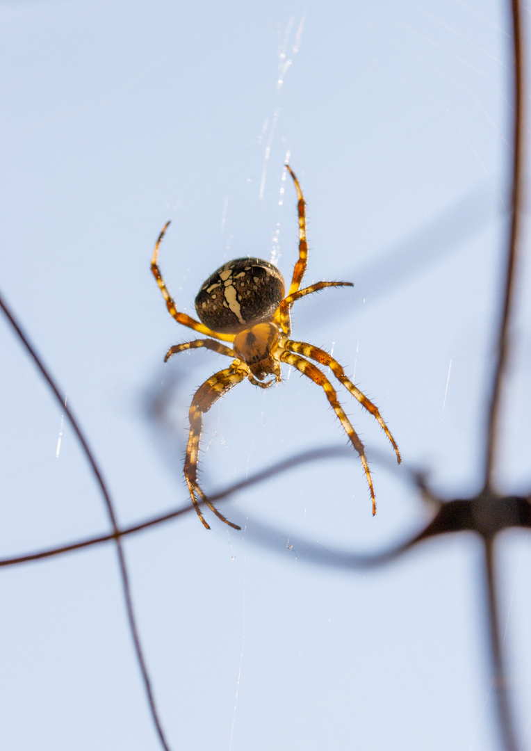 Guten Tag Frau Spinne