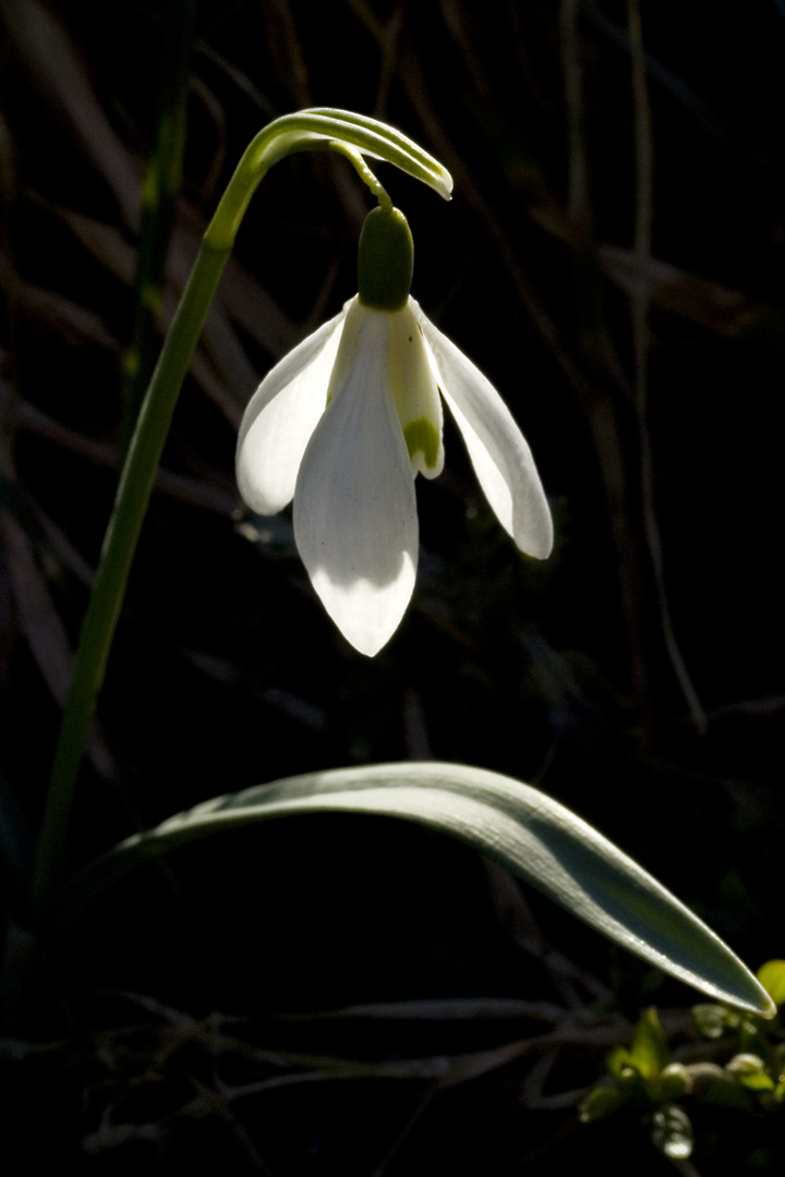 Guten Tag -  Frühling!