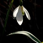 Guten Tag -  Frühling!