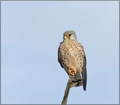 Guten Tag Herr Turmfalke