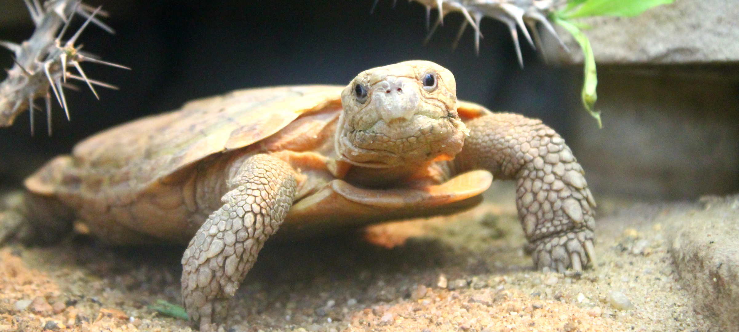 Guten Tag, ich bin Frau Schildkröte!