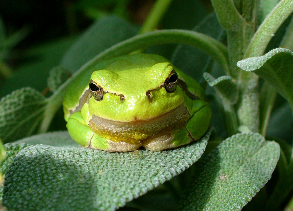 Guten Tag lieber Laubfrosch