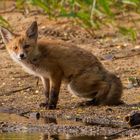 Guten Tag mein lieber Fuchs - heut gibts wohl Fisch?