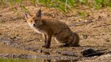 Guten Tag mein lieber Fuchs - heut gibts wohl Fisch? von Carl-Peter Herbolzheimer