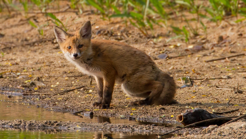 Guten Tag mein lieber Fuchs - heut gibts wohl Fisch?