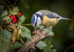"GUTEN TAG .... MEIN NAME IST ..... MEISE, BLAUMEISE"