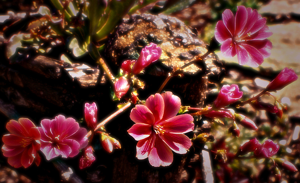 Gutenwochenstartblümchen