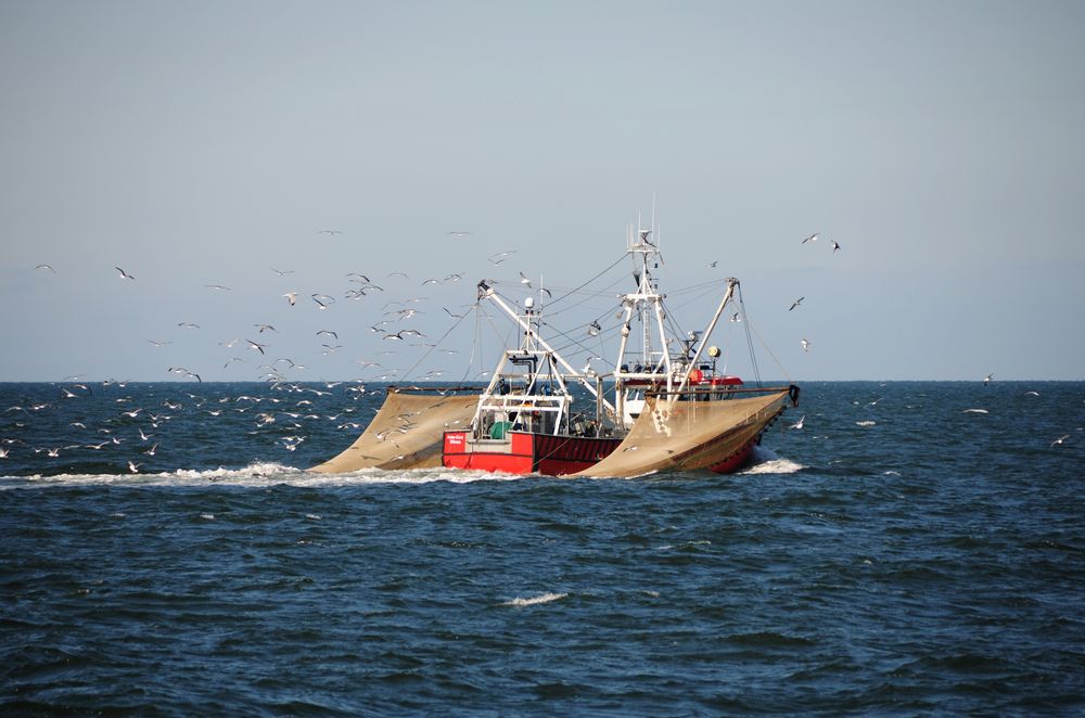 Guter Fang vor Helgoland