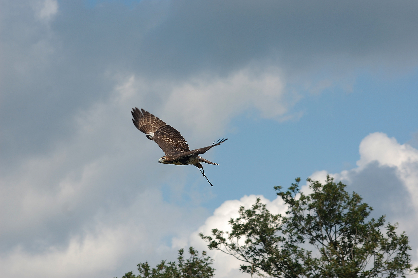 guter Flieger ;-)