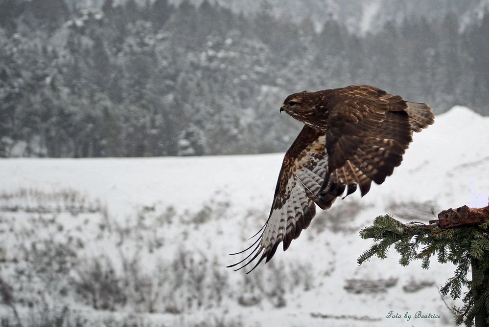 Guter Flug in die Ferne