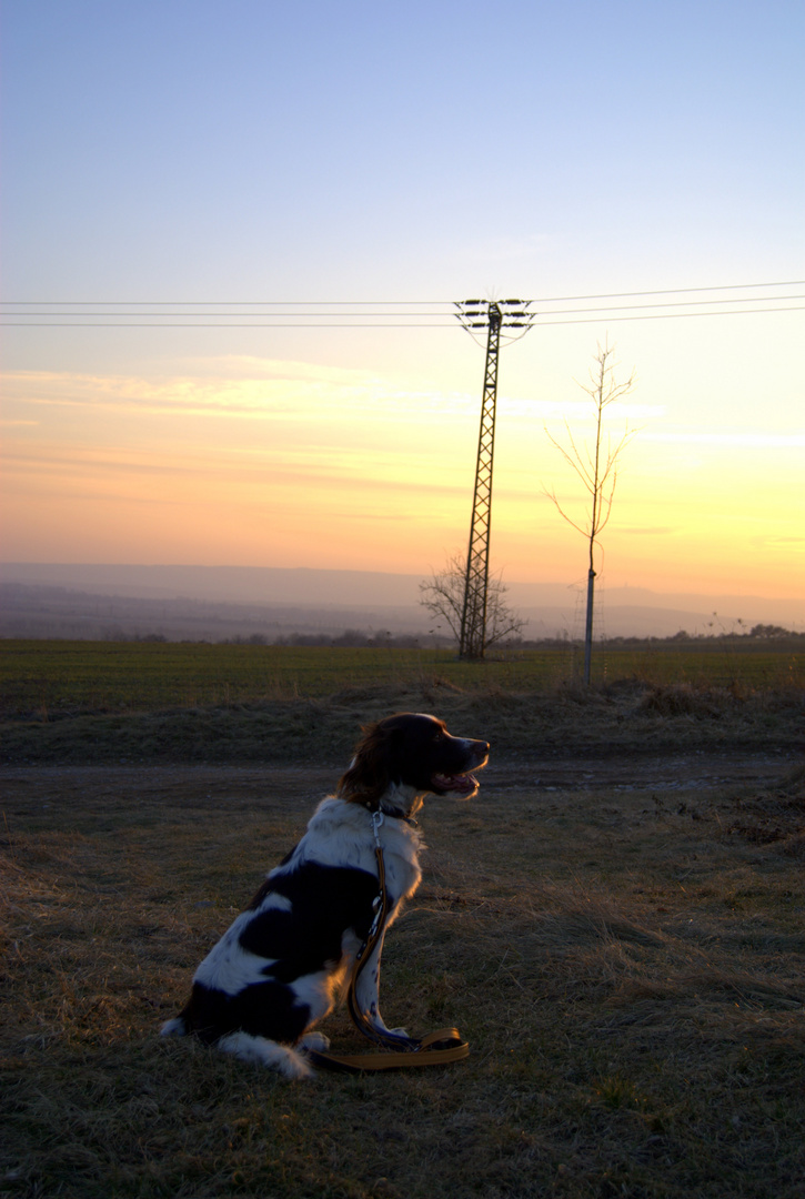 Guter Hund. Macht Sitz für ein Bild, sieht einen Vogel und rennt los. :D