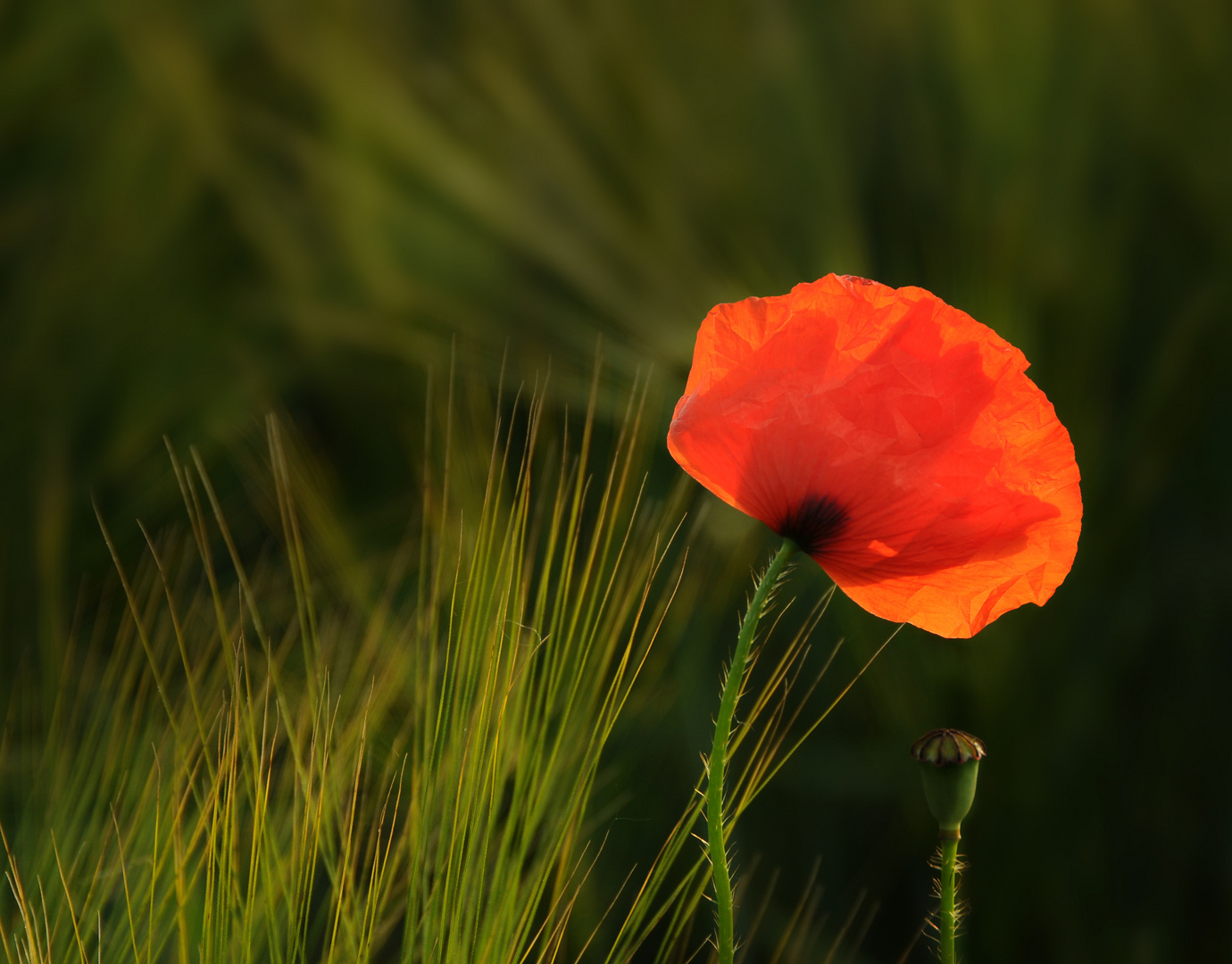 guter Mohn