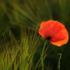 guter Mohn