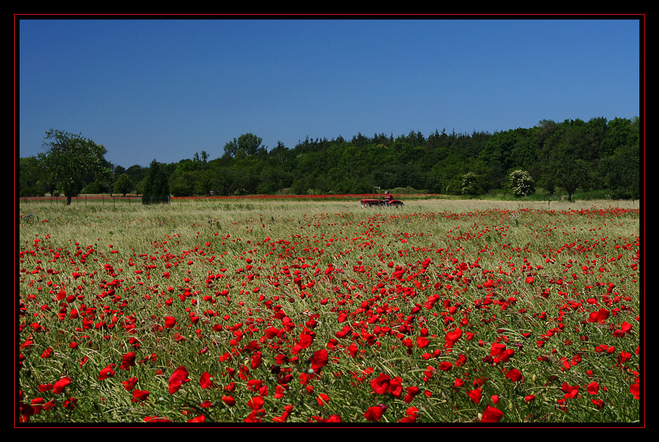 Guter Mohn, du stehst...