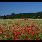 Guter Mohn, du stehst...