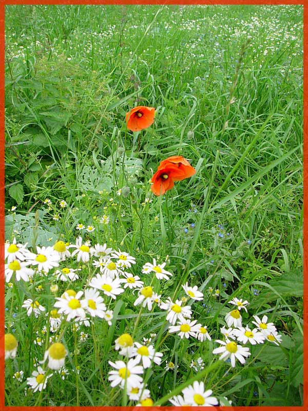 Guter Mohn, du stehst so stille...