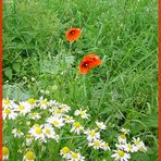 Guter Mohn, du stehst so stille...